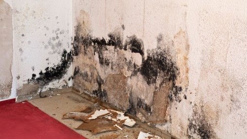 🌿 The Silent Intruder: Why Professional Mold Testing…