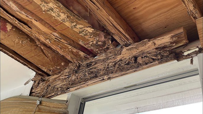 🐜 The Silent Destroyers: A Central Florida Homeowner’s…